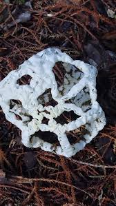 Attēlu rezultāti vaicājumam “Phellinus laevigatus”