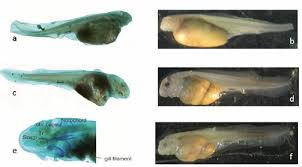 Image result for Huso brevirostrum