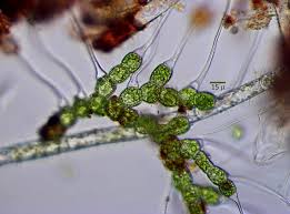 Attēlu rezultāti vaicājumam “Bulbochaete mirabilis”