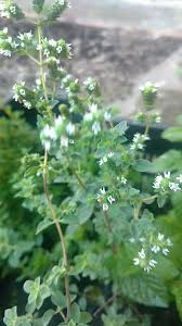 Attēlu rezultāti vaicājumam “Origanum majorana flower”