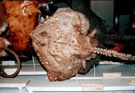 Image result for Raja clavata