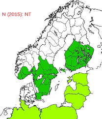 Attēlu rezultāti vaicājumam “Sospita vigintiguttata”