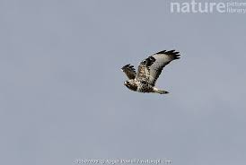 Attēlu rezultāti vaicājumam “Buteo lagopus”