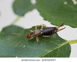 Attēlu rezultāti vaicājumam “Forficula auricularia”