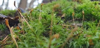 Attēlu rezultāti vaicājumam “Taxiphyllum wissgrillii”