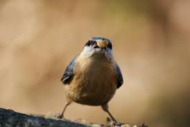 Attēlu rezultāti vaicājumam “Sitta europaea”