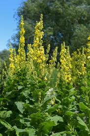 Image result for Königskerzen