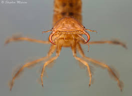 Attēlu rezultāti vaicājumam “Dytiscus sp. larva”