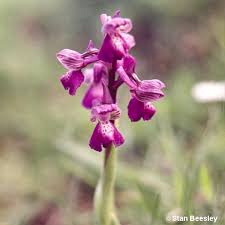 Attēlu rezultāti vaicājumam “Orchis morio”