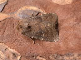 Attēlu rezultāti vaicājumam “Rusina ferruginea female”