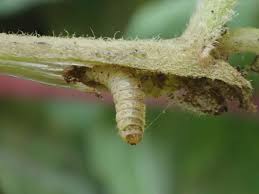 Attēlu rezultāti vaicājumam “Adaina microdactyla”