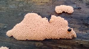 Attēlu rezultāti vaicājumam “Heterotrichia ferruginea (syn. Arcyria ferruginea)”