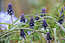 Attēlu rezultāti vaicājumam “Muscari neglectum”