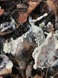 Attēlu rezultāti vaicājumam “Sebacina incrustans”