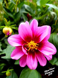 Image result for Dahlia x pinnata `Redskin`