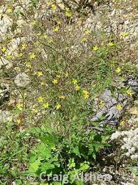 Attēlu rezultāti vaicājumam “Mycelis muralis leaf”