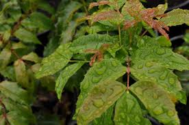 Attēlu rezultāti vaicājumam “Mahonia aquifolium”