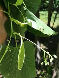 Attēlu rezultāti vaicājumam “Tilia x moltkei”