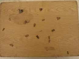 Attēlu rezultāti vaicājumam “Biston strataria”