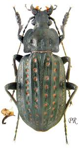 Attēlu rezultāti vaicājumam “Carabus clathratus”