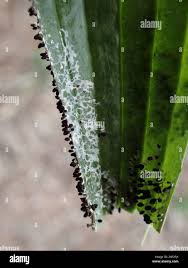 Attēlu rezultāti vaicājumam “Diachea leucopodia”