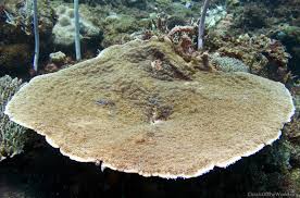 Attēlu rezultāti vaicājumam “Scardia boletella exuvia”