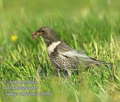 Image result for Turdus torquatus
