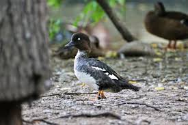 Attēlu rezultāti vaicājumam “Bucephala clangula”