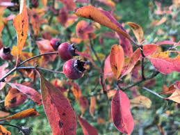 Attēlu rezultāti vaicājumam “Calamagrostis canescens fruit”