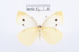 Attēlu rezultāti vaicājumam “Pieris rapae”