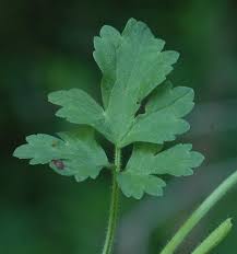 Attēlu rezultāti vaicājumam “Ranunculus repens leaf”