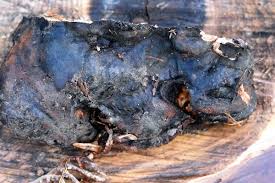 Attēlu rezultāti vaicājumam “Phellinus nigrolimitatus”