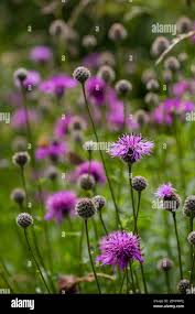 Attēlu rezultāti vaicājumam “Centaurea scabiosa flower”