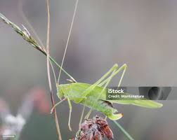 Attēlu rezultāti vaicājumam “Phaneroptera falcata”