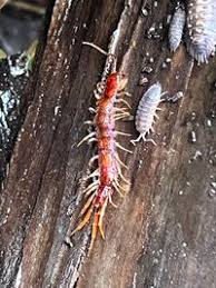 Attēlu rezultāti vaicājumam “Lithobius forficatus”