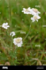 Attēlu rezultāti vaicājumam “Achillea ptarmica flower”