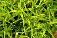 Attēlu rezultāti vaicājumam “Didymodon rigidulus”