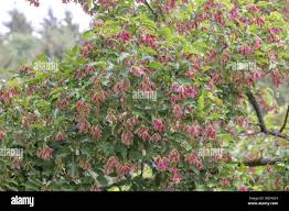 Attēlu rezultāti vaicājumam “Acer tataricum fruit”