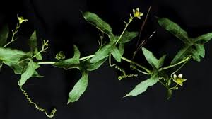 Attēlu rezultāti vaicājumam “Bryonia alba bud”