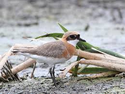 Image result for Charadrius mongolus