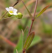 Attēlu rezultāti vaicājumam “Linaceae”