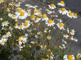 Image result for Matricaria recutita (chamomilla)