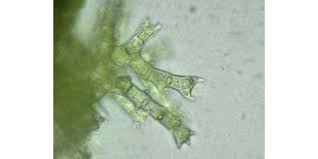 Attēlu rezultāti vaicājumam “Bryoerythrophyllum recurvirostrum sporophyte”