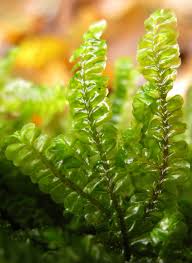 Attēlu rezultāti vaicājumam “Plagiochila asplenioides”