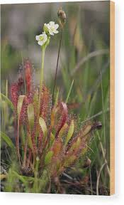 Attēlu rezultāti vaicājumam “Drosera anglica flower”