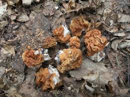 Attēlu rezultāti vaicājumam “Gyromitra gigas”