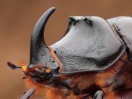 Attēlu rezultāti vaicājumam “Oryctes nasicornis male”