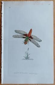 Attēlu rezultāti vaicājumam “Libellula depressa”