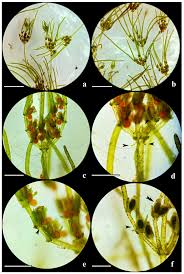 Attēlu rezultāti vaicājumam “Chara filiformis”
