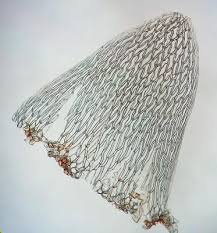 Attēlu rezultāti vaicājumam “Sphagnum subsecundum”